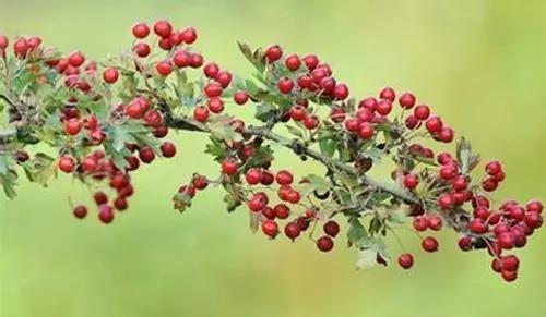 0238dd8.jpg 0238dd8.jpg